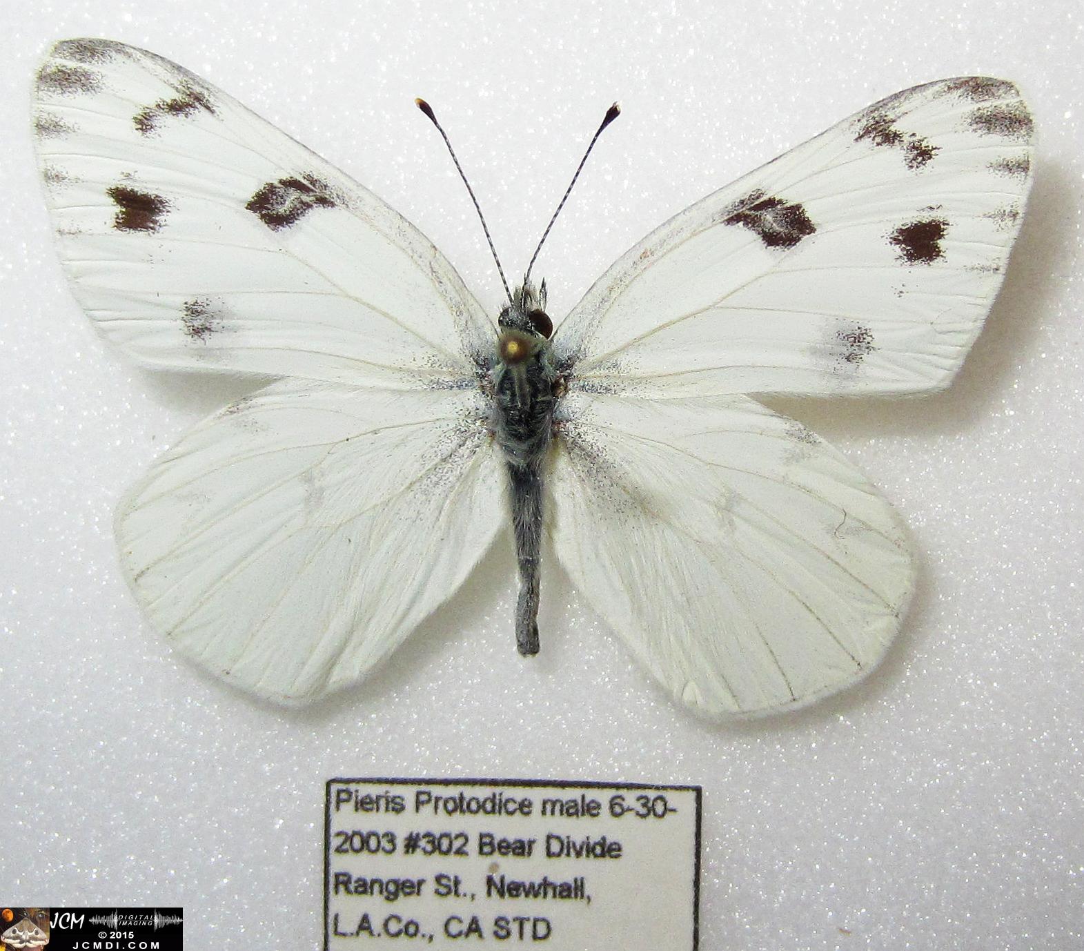 Checkered White Butterfly (Pieris protodice) male